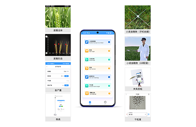 九龙坡区小麦表型测量仪IN-XM05